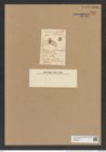 Chaetoceros ciliatus Lauder (de-Toni-Nr.: Genus 149, Species 4130) Zeichnungen Sammlung Grunow Nr. 7684 (NHMW-BOT-W0376881)